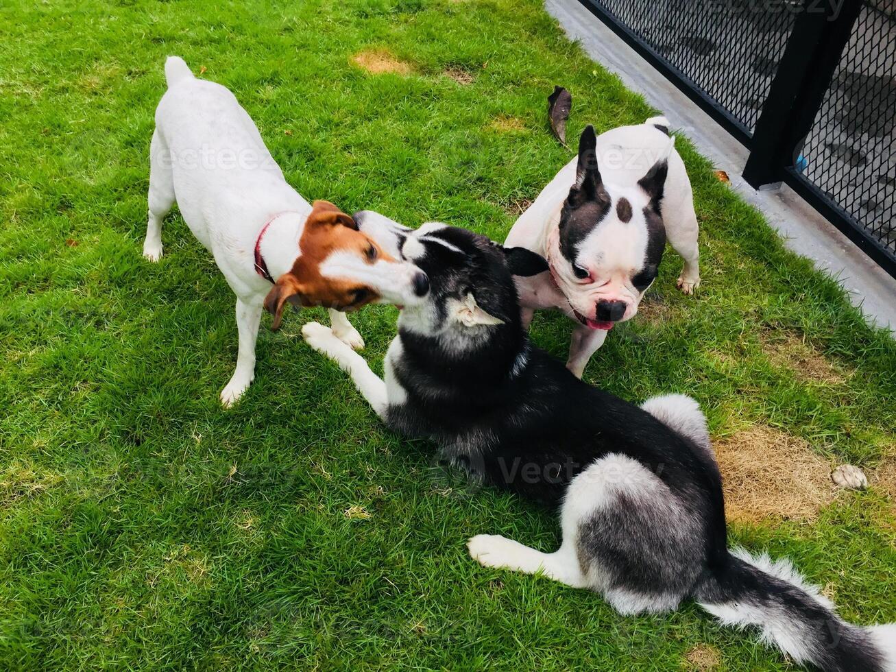 orde di cani stanno giocando sull'erba foto