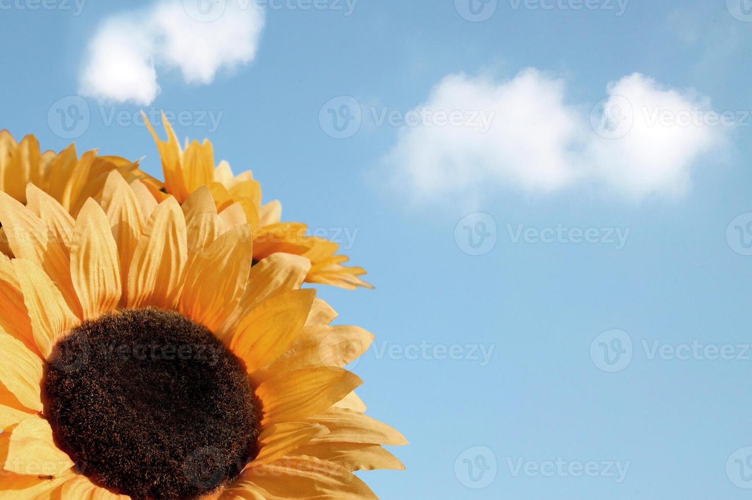 fiori estivi di girasole giallo e motivo tropicale foglia verde su cielo blu. foto