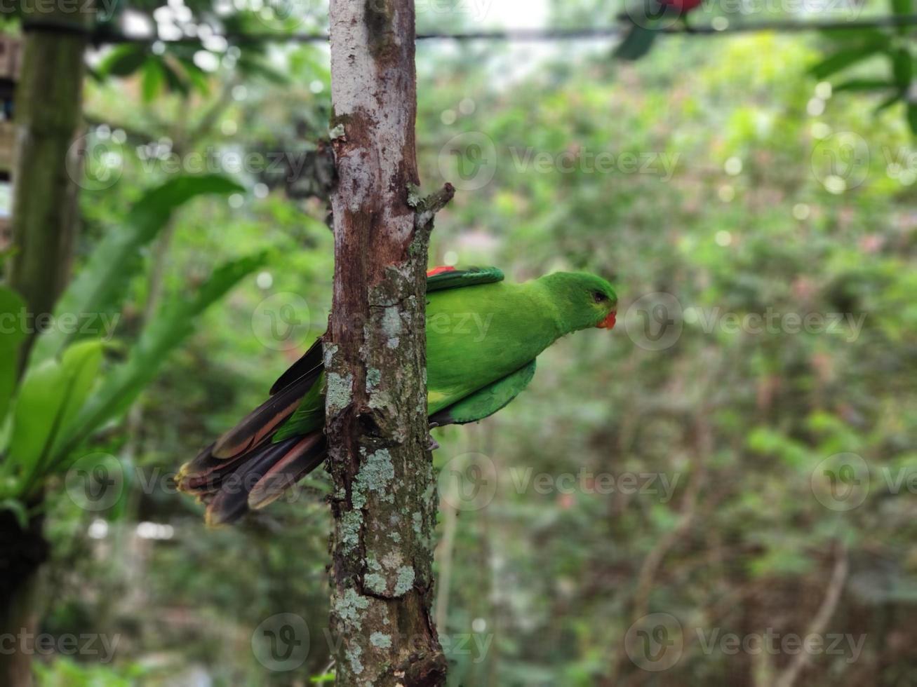 un uccello verde è appollaiato su un albero coperto di muschio foto