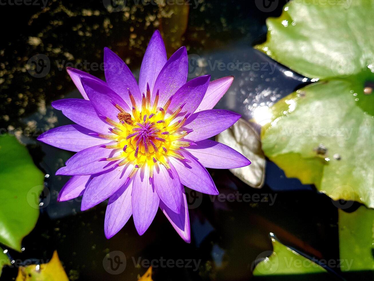 il fiore di loto è viola con un colore giallo nel mezzo che cresce nello stagno foto