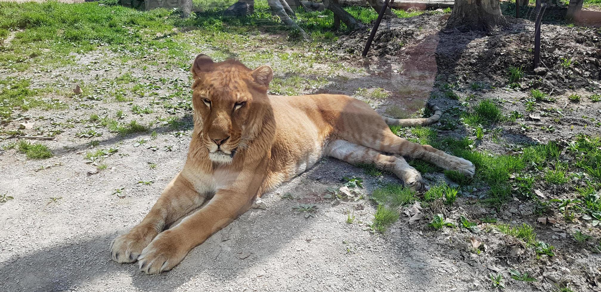 una tigre arancione seduta sull'erba foto