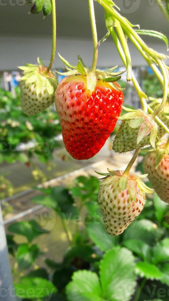 il frutto della fragola è rosso e bianco con foglie verdi foto