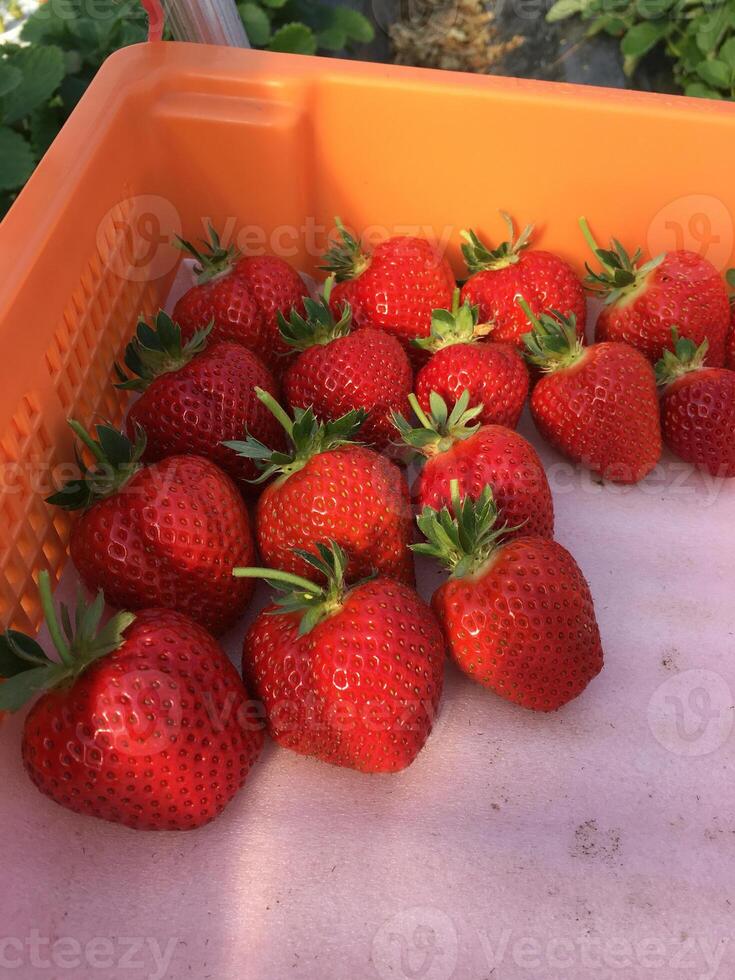 fragole rosse in un contenitore arancione foto