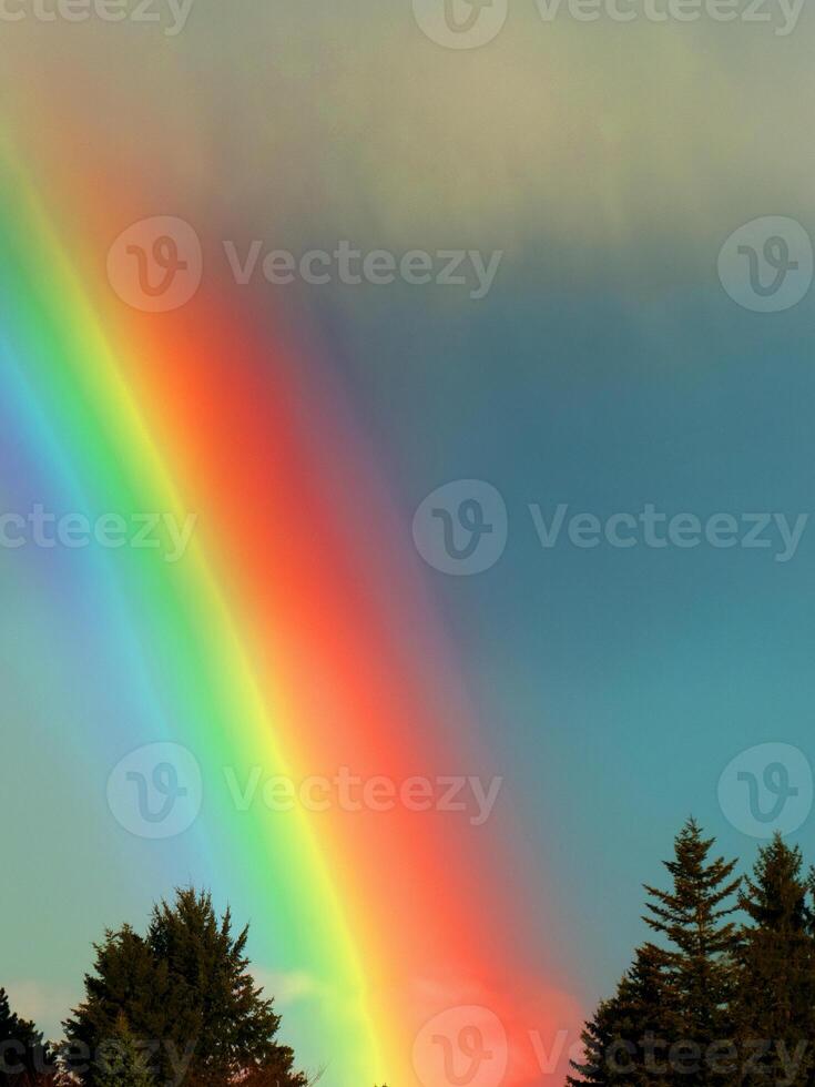 arcobaleno colorato ambiente estivo soleggiato bosco di abeti rossi con erba e alberi sul mare foto