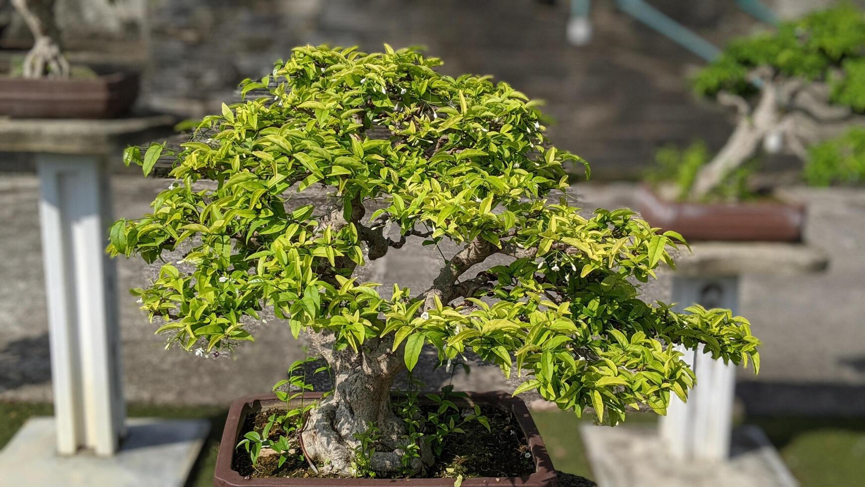 piante bonsai con un unico e bellissimo gambo a forma di verde foto