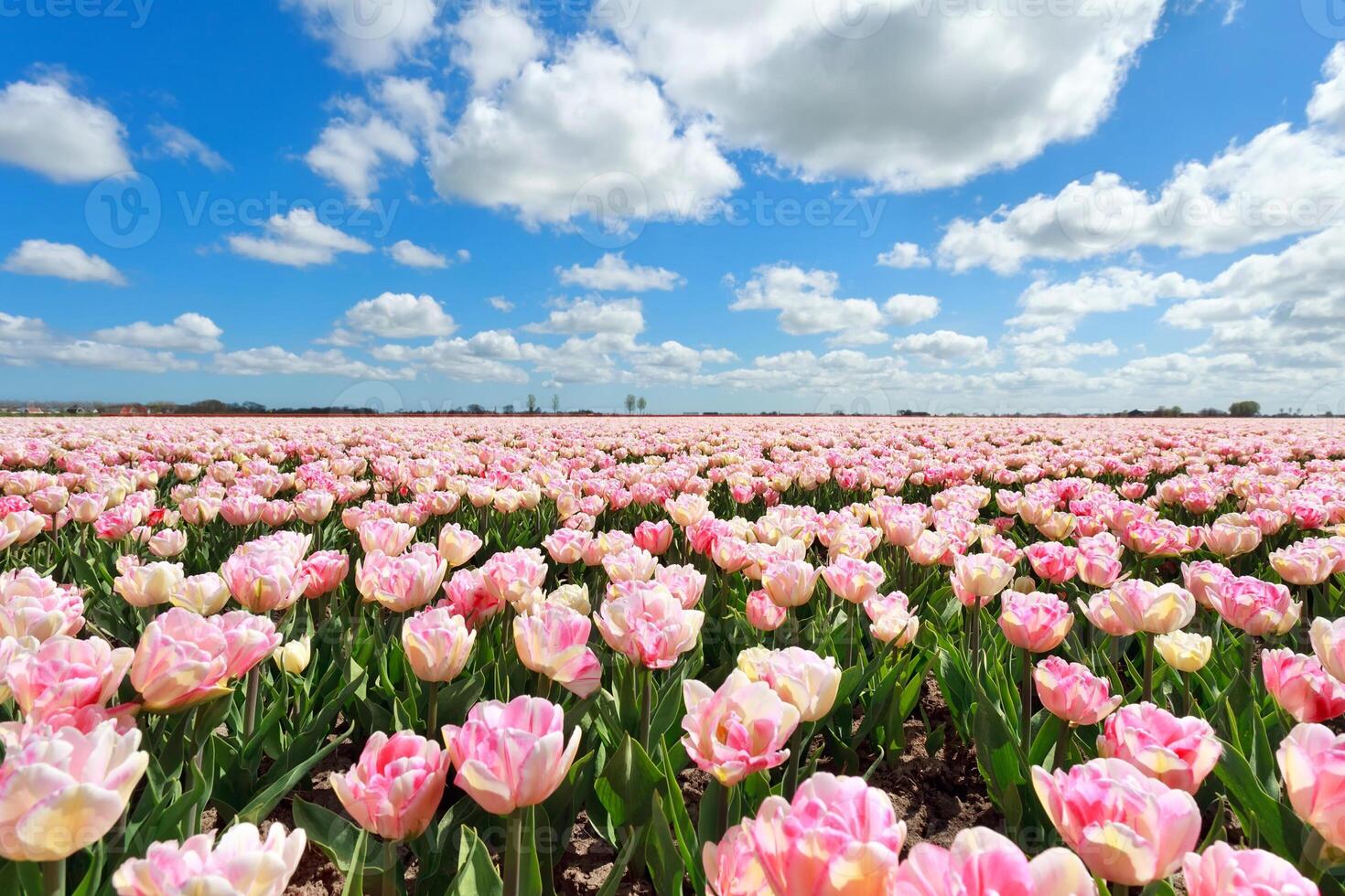 bellissimo bouquet di fiori tropicali rosa chiaro con foglia verde esotica sulla natura terrestre. foto