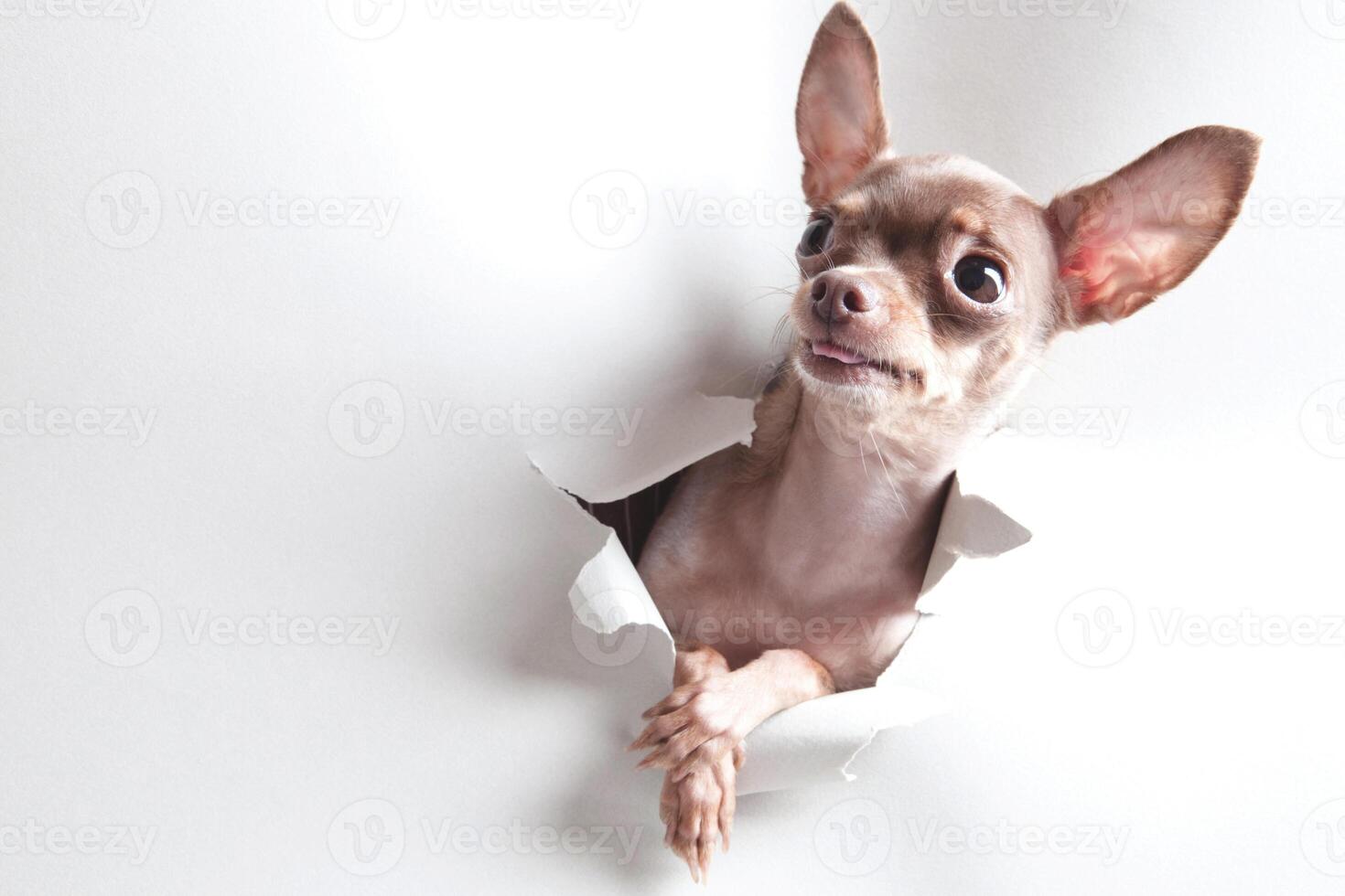 cuccioli di cane marrone divertente cucciolo di cane sorridente una zampa e cucciolo carino su bianco foto