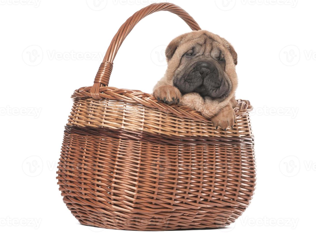 cuccioli di cane marrone divertente cucciolo di cane sorridente una zampa e cucciolo carino su bianco foto