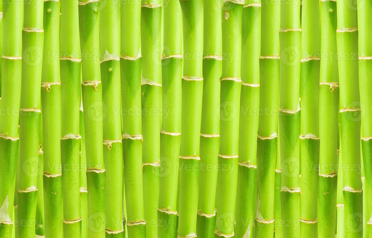 foresta di bambù giapponese verde e bambù naturale in crescita carta da parati orientale. foto