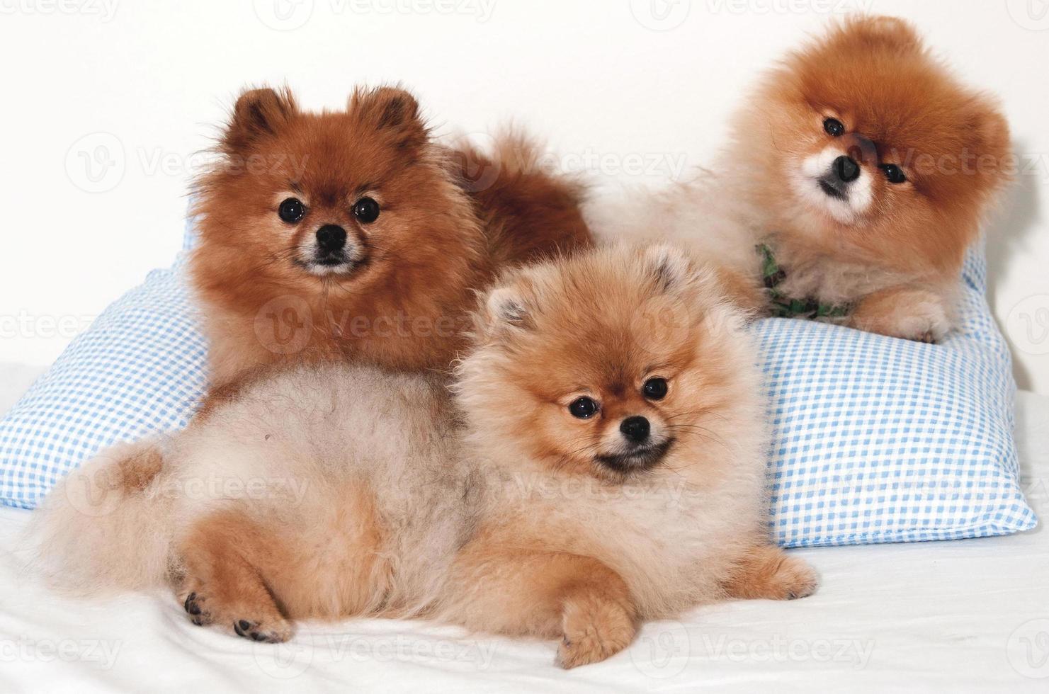 cuccioli di cane marrone divertente cucciolo di cane sorridente una zampa e cucciolo carino su bianco foto