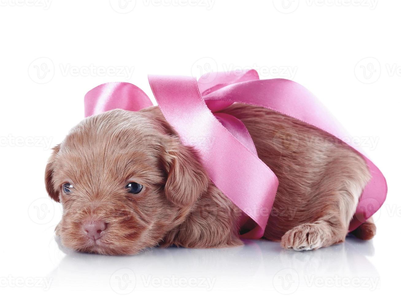 cuccioli di cane marrone divertente cucciolo di cane sorridente una zampa e cucciolo carino su bianco foto