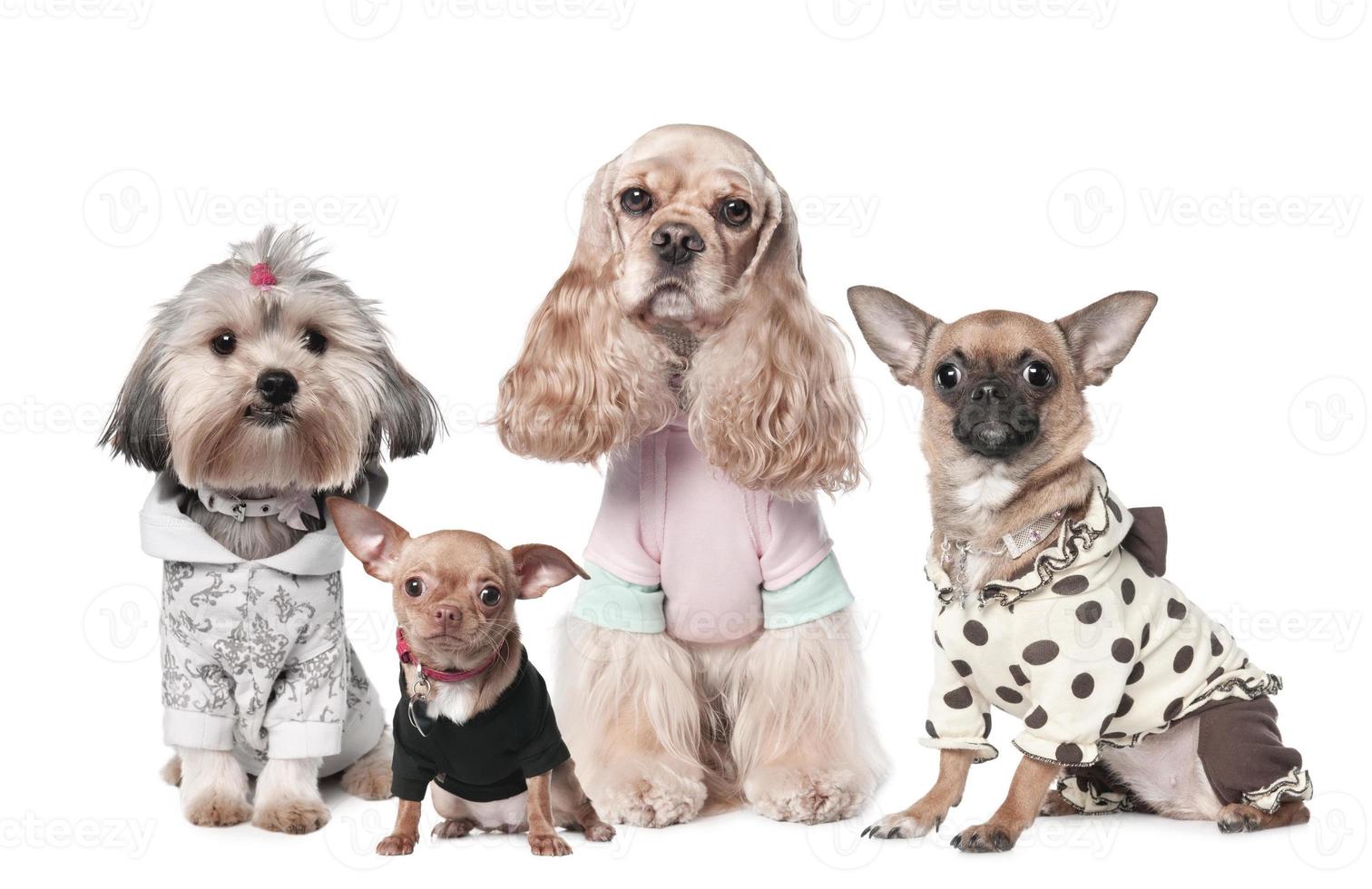 molti cuccioli di cane marrone divertente cucciolo di cane sorridente una zampa e cucciolo carino su bianco foto
