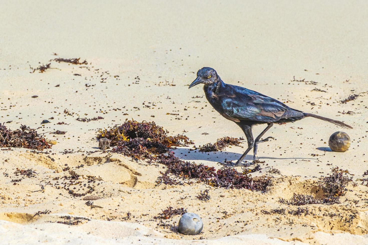 l'uccello grackle dalla coda grande sta mangiando il sargazo sulla spiaggia del Messico. foto