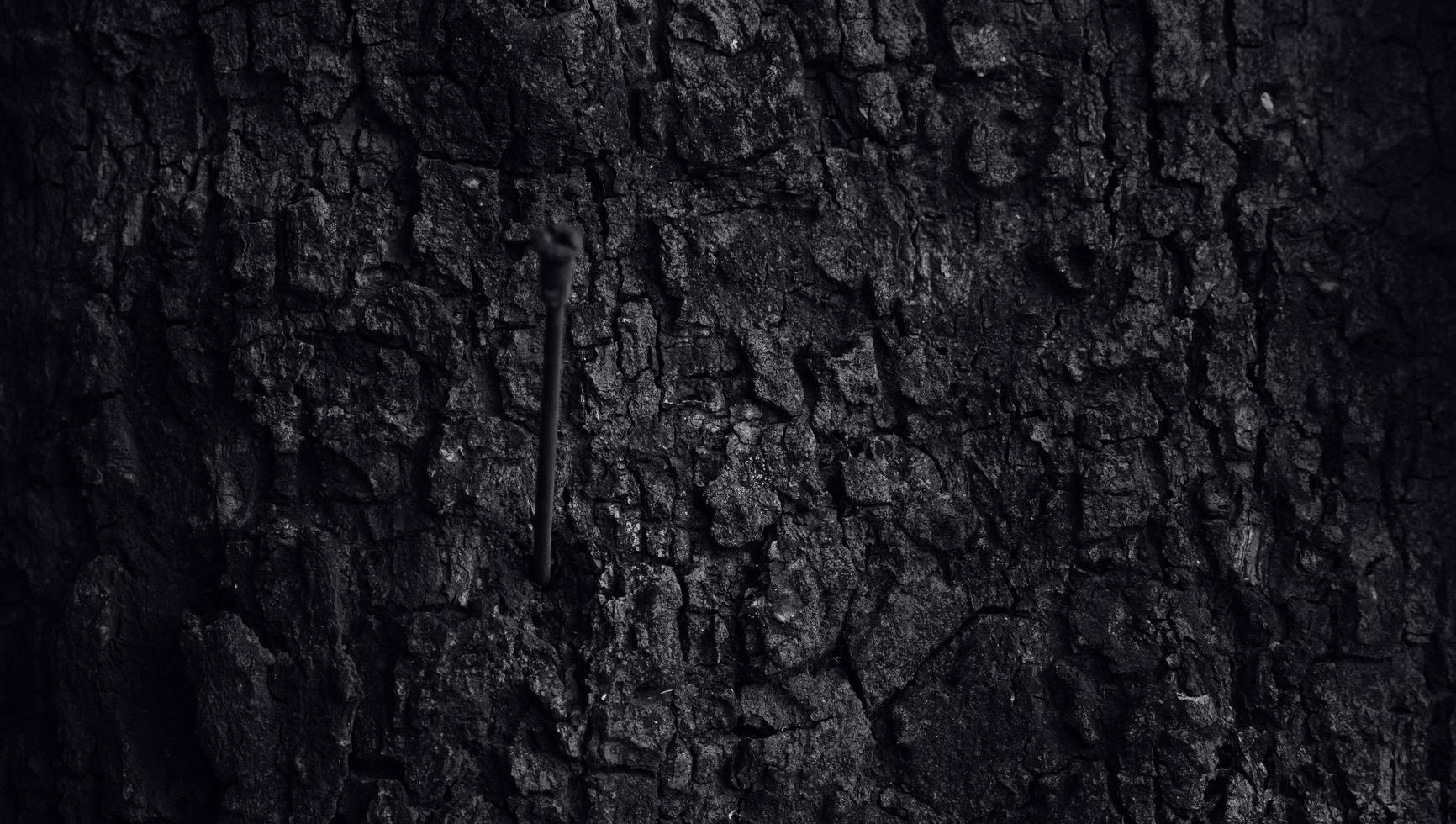 la trama della corteccia con un foro a fessura, la superficie del tronco d'albero di colore scuro. la consistenza naturale della silvicoltura foto