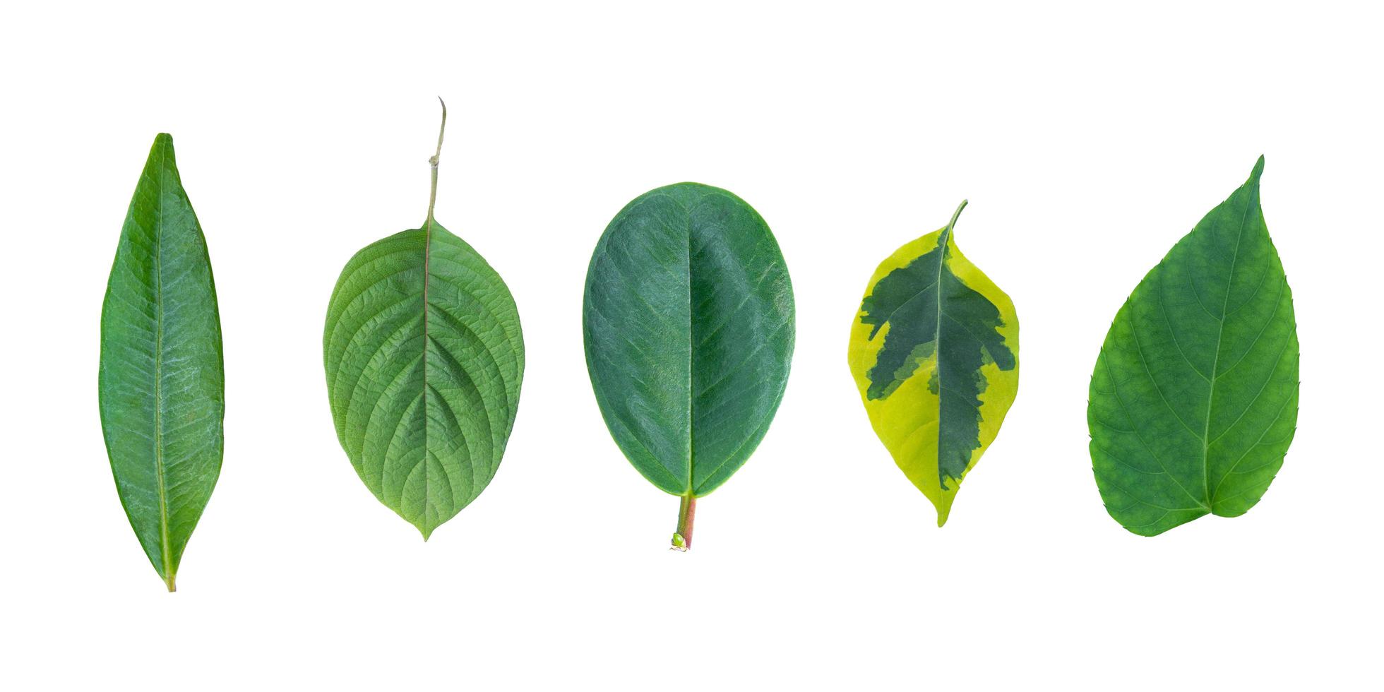 insieme di varie foglie isolate su uno sfondo bianco. qualsiasi tipo di raccolta di foglie tropicali. varie foglie esotiche. foto