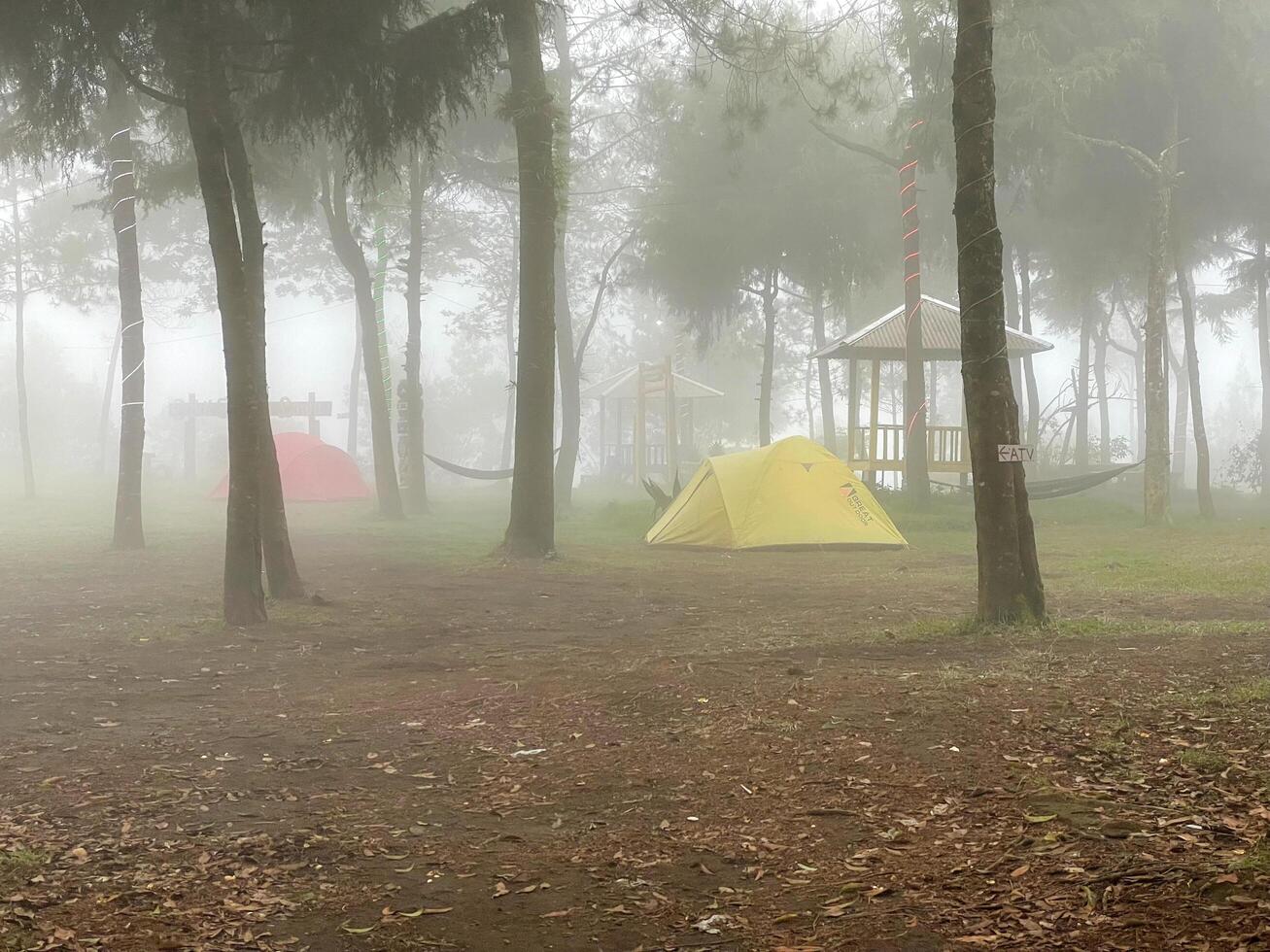 vista del paesaggio della foresta nebbiosa. la sfumatura mattutina nella foresta è gelida ma sembra pacifica. il luogo piacevole per fuggire. foto