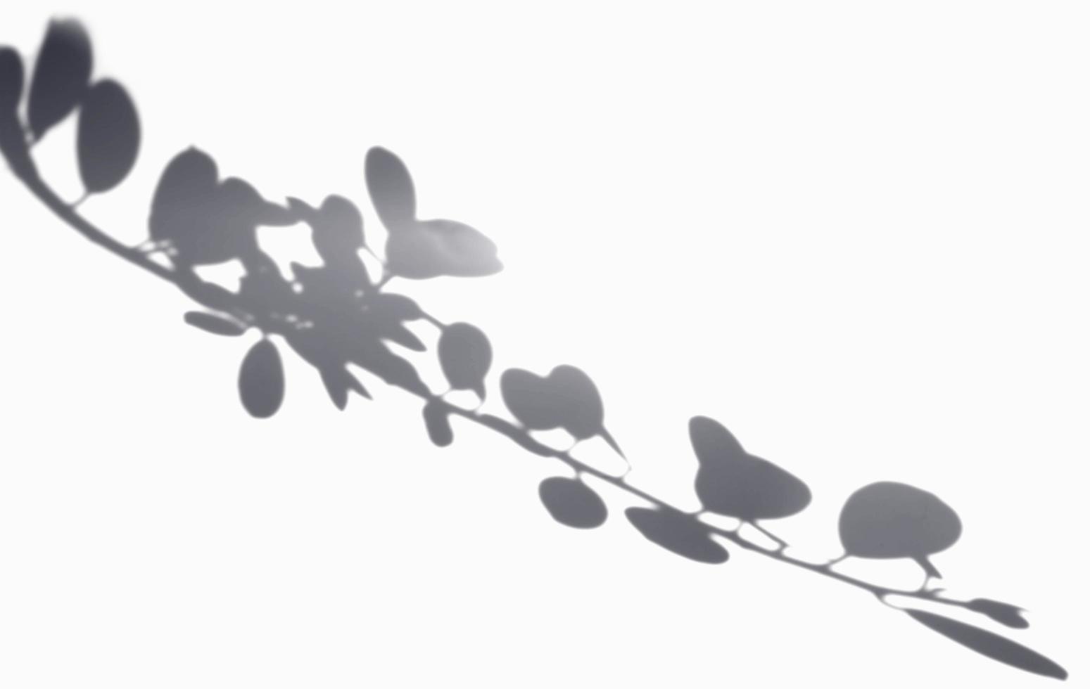 il dollaro ombra lascia sfondo bianco. illustrazione realistica dell'effetto di sovrapposizione delle foglie. la silhouette di luci e ombre della natura per decorare il design creativo. foto