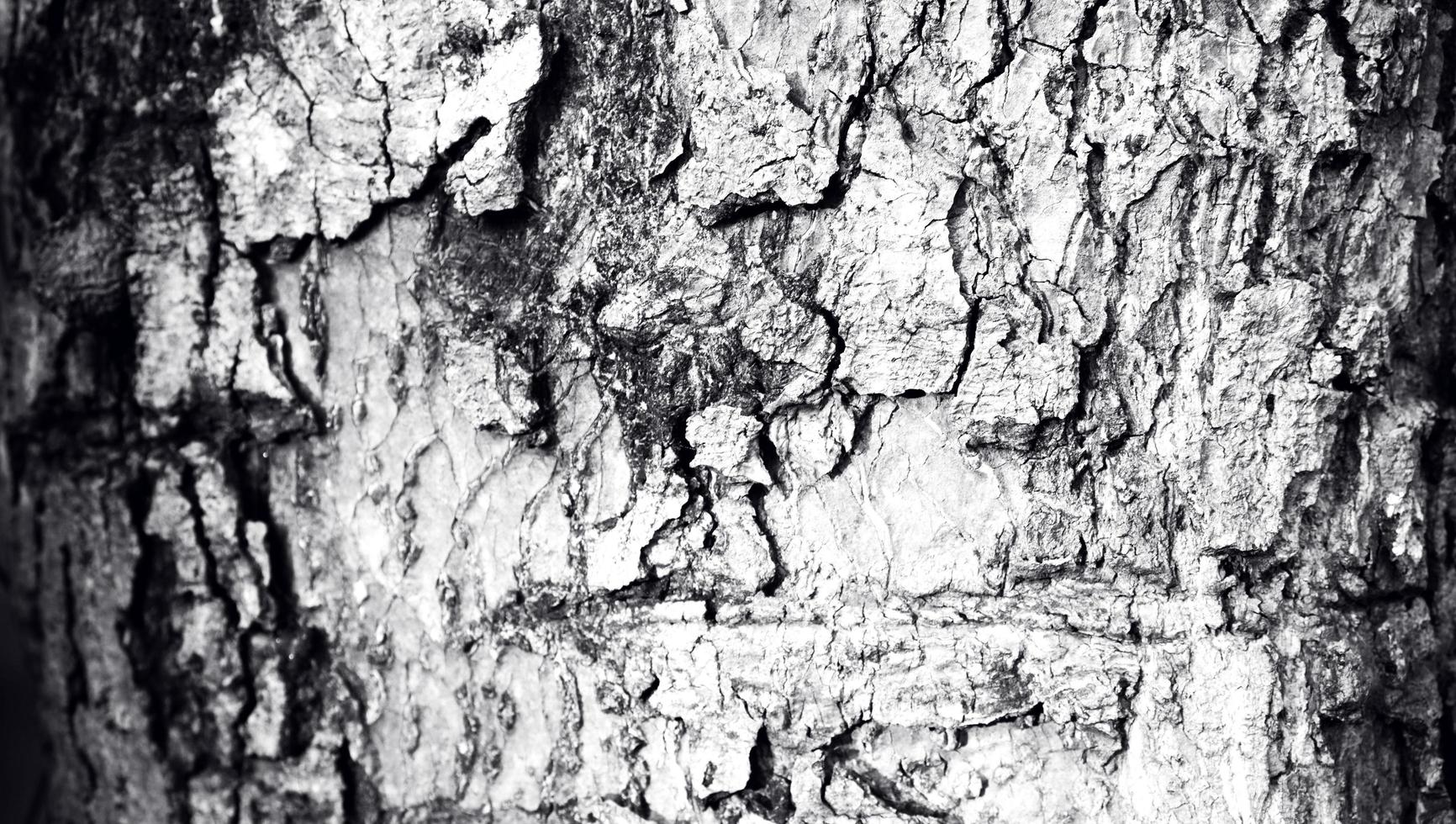 la trama della corteccia con un foro a fessura, la superficie del tronco d'albero di colore scuro. la consistenza naturale della silvicoltura foto