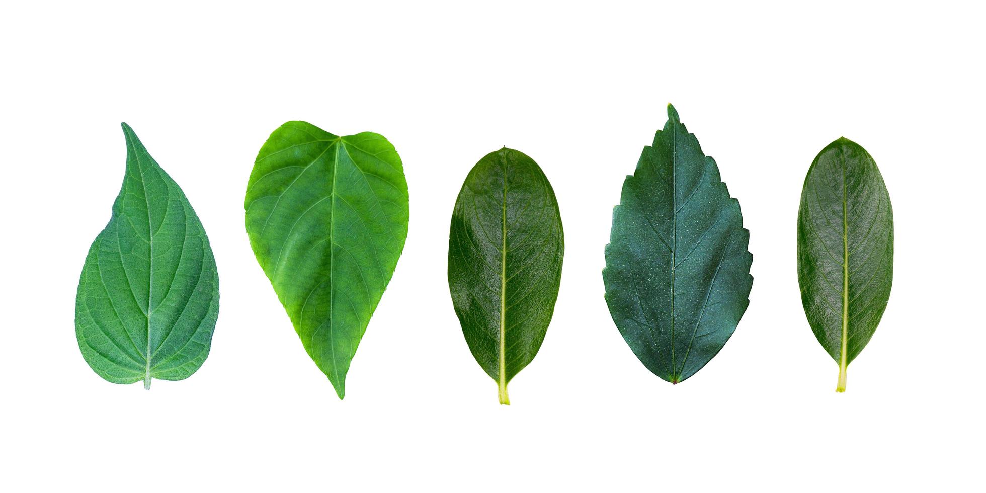insieme di varie foglie isolate su uno sfondo bianco. qualsiasi tipo di raccolta di foglie tropicali. varie foglie esotiche. foto