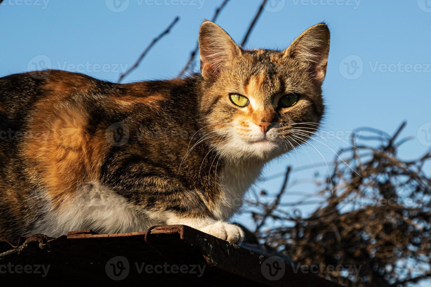 gatto domestico sdraiato e in piedi. un animale domestico in natura. animale mammifero all'aperto. gatti a pelo corto e lungo. foto