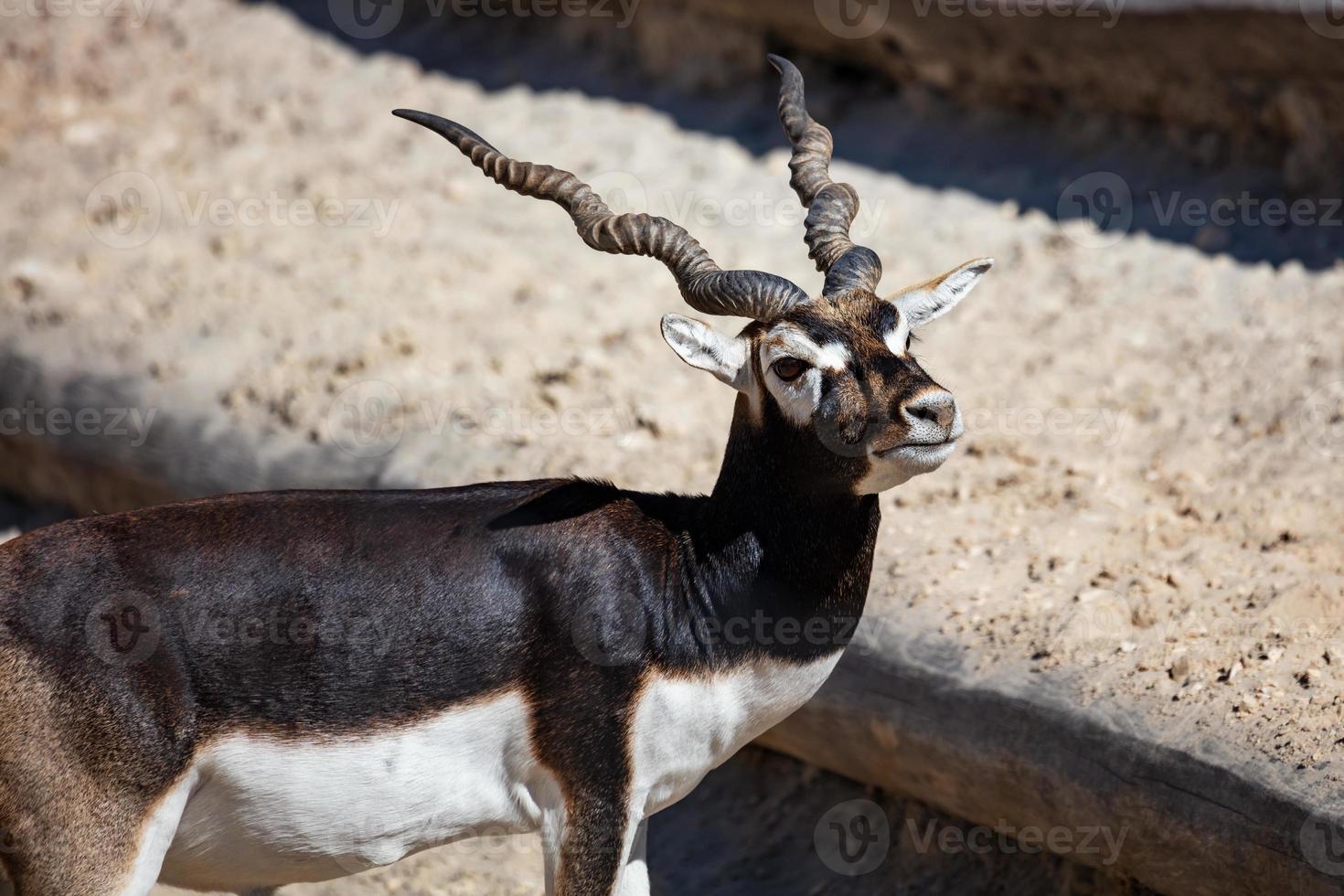 blackbuck e antilope indiana. mammifero e mammiferi. mondo terrestre e fauna. fauna selvatica e zoologia. foto