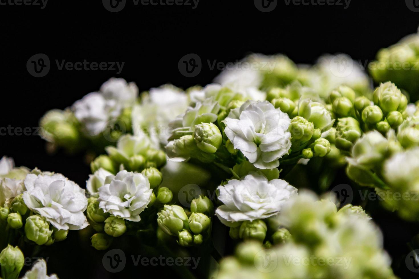 fiore bianco in giardino. pianta, erba e verdura. fotografia naturalistica. foto