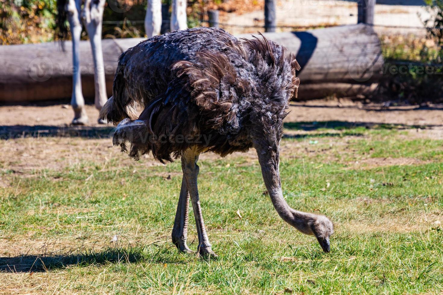 struzzo. uccello e uccelli. mondo acquatico e fauna. fauna selvatica e zoologia. foto