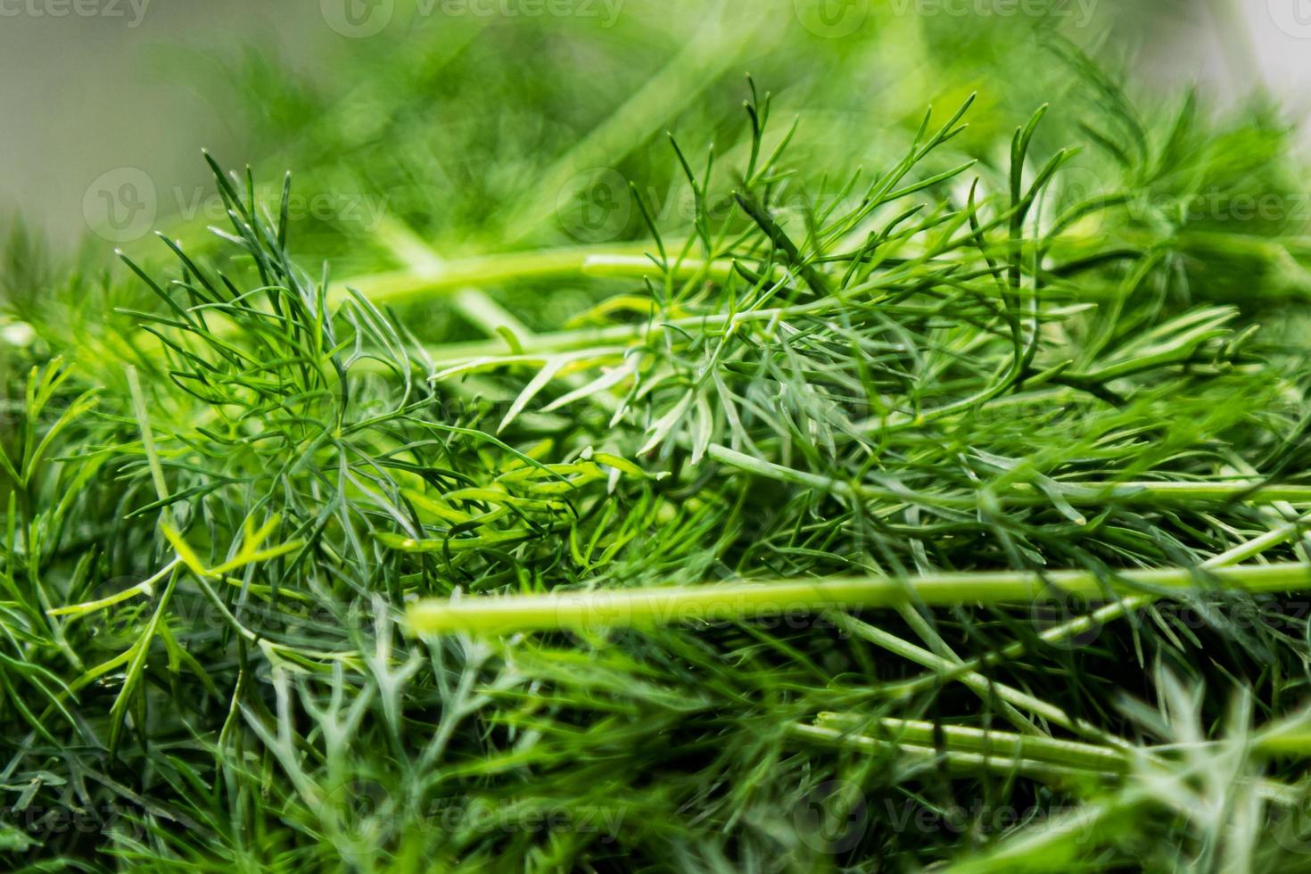 trapano verde fresco. verdura e verdure. cucina e cucinare. foto