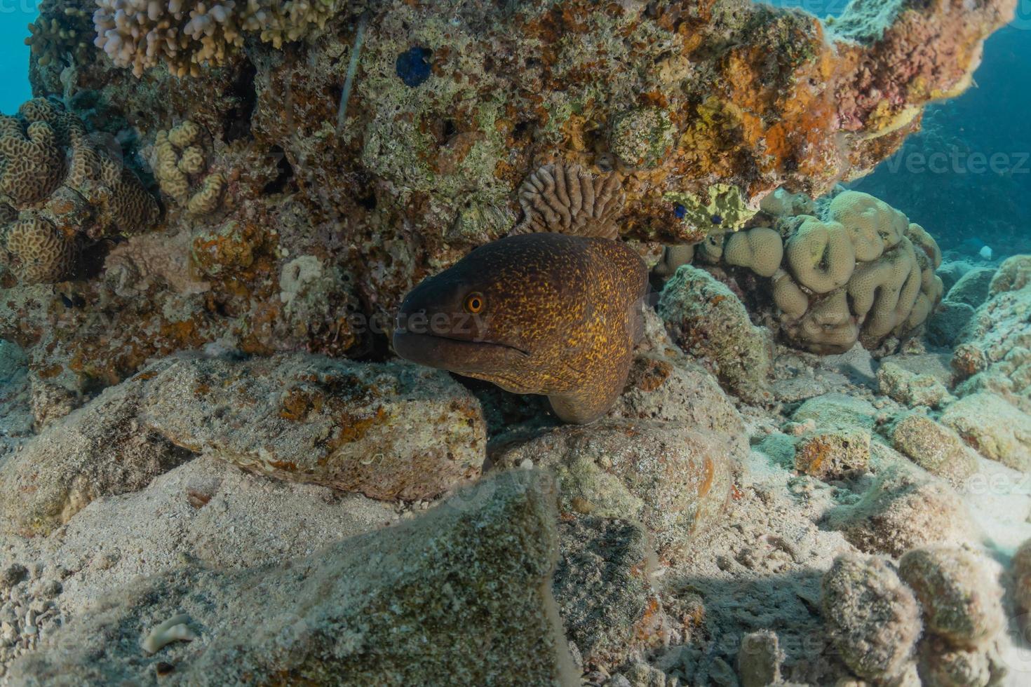 murena mooray lycodontis undulatus nel mar rosso, eilat israele foto