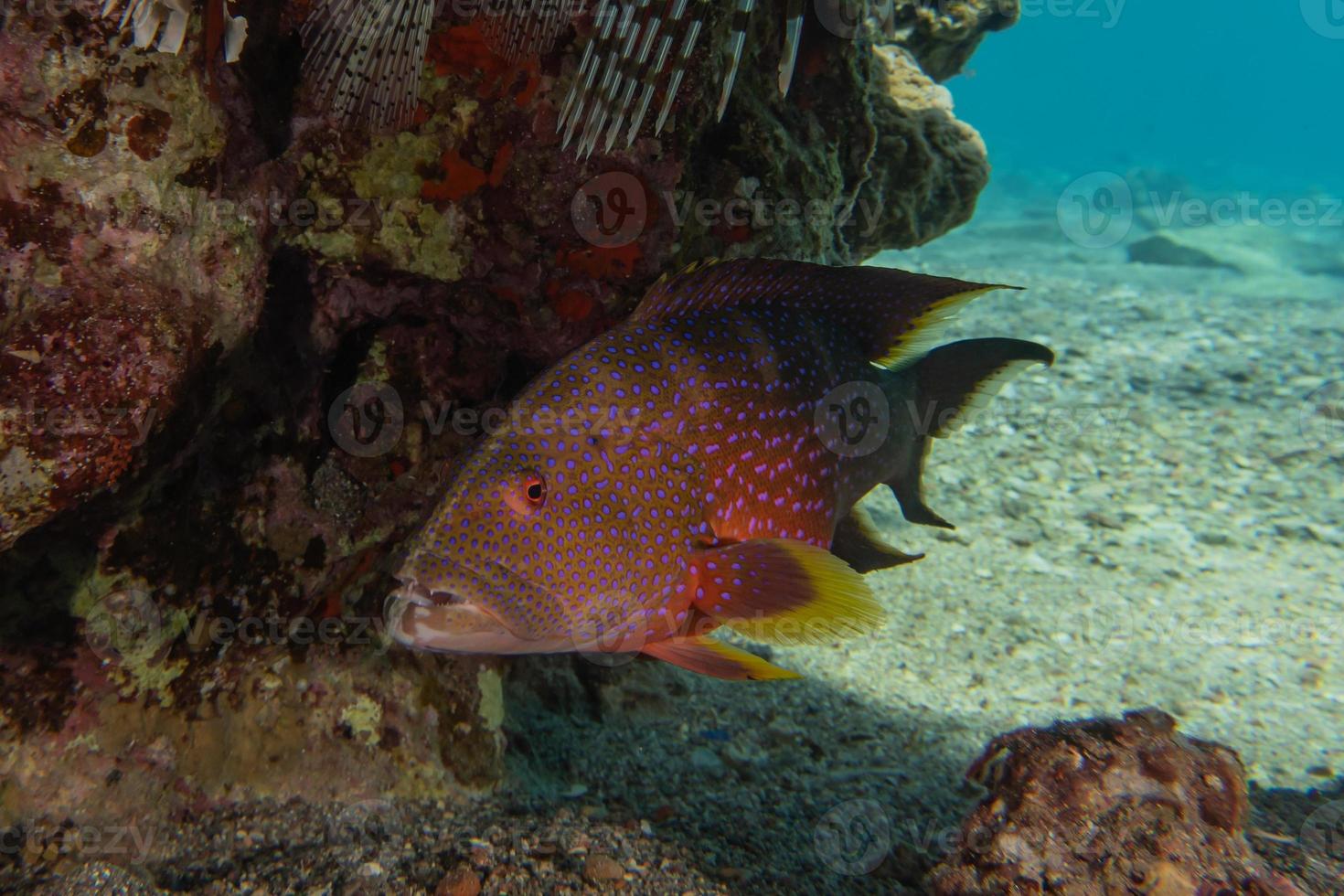 i pesci nuotano nel mar rosso, pesci colorati, eilat israele foto