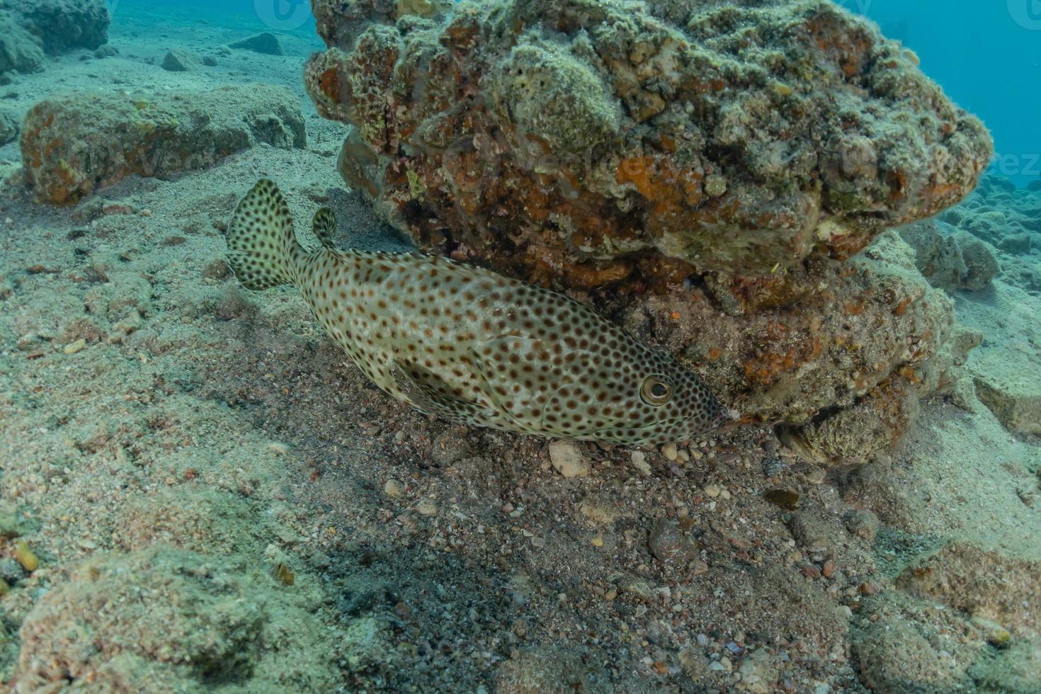 i pesci nuotano nel mar rosso, pesci colorati, eilat israele foto