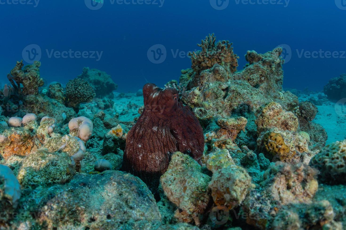 polpo re del camuffamento nel mar rosso, eilat israele foto