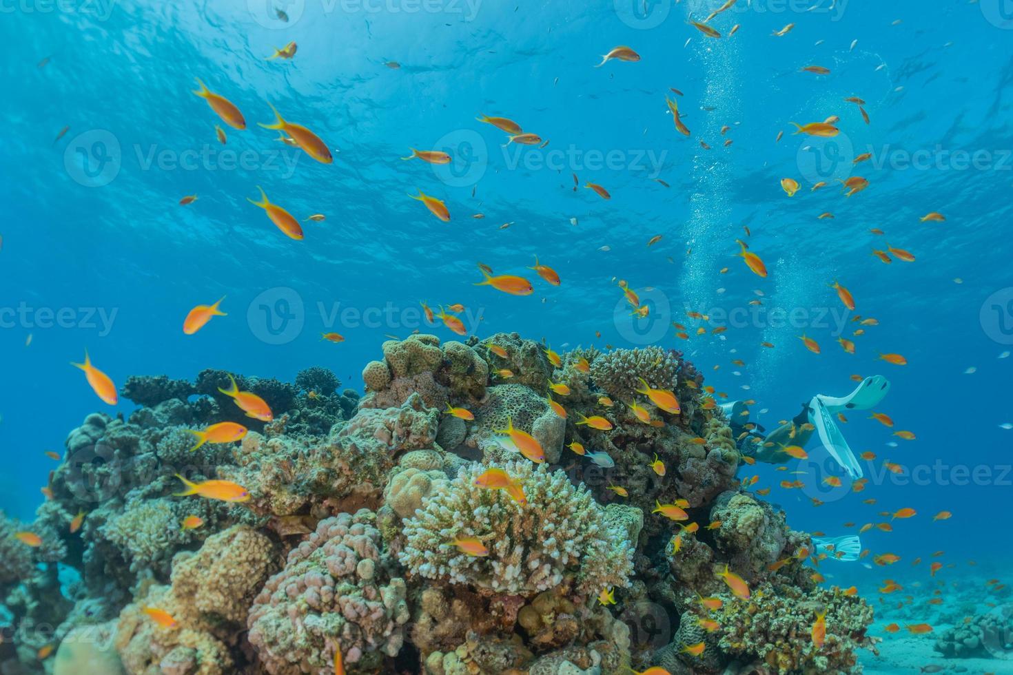 barriera corallina e piante acquatiche nel mar rosso, eilat israele foto