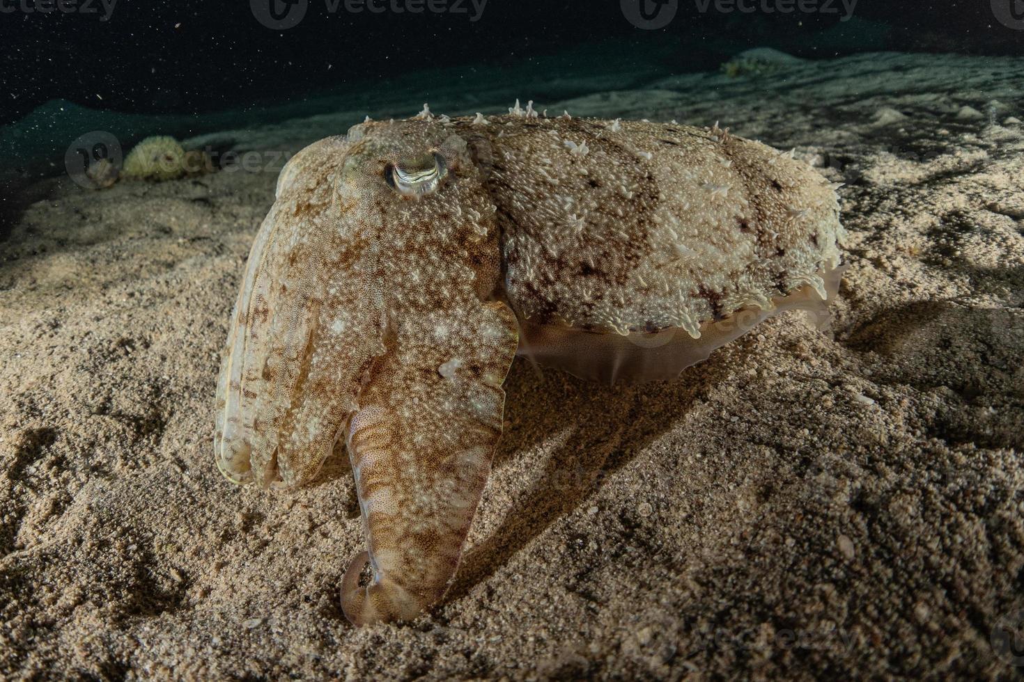 calamari nel mar rosso colorati e belli, eilat israel foto