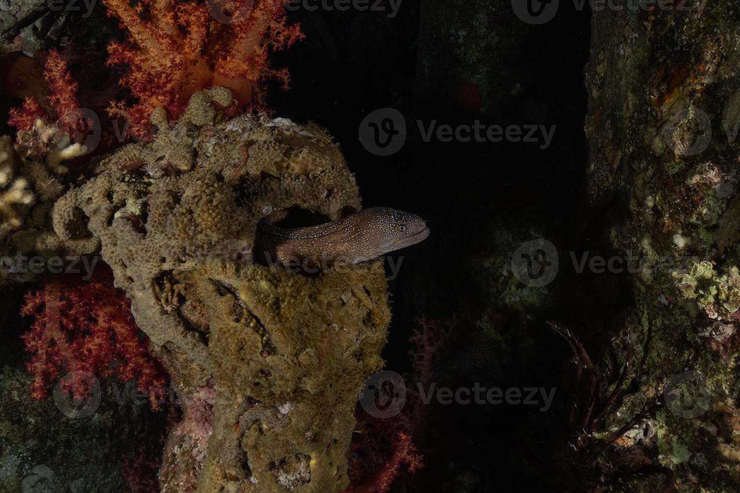 murena mooray lycodontis undulatus nel mar rosso, eilat israele foto