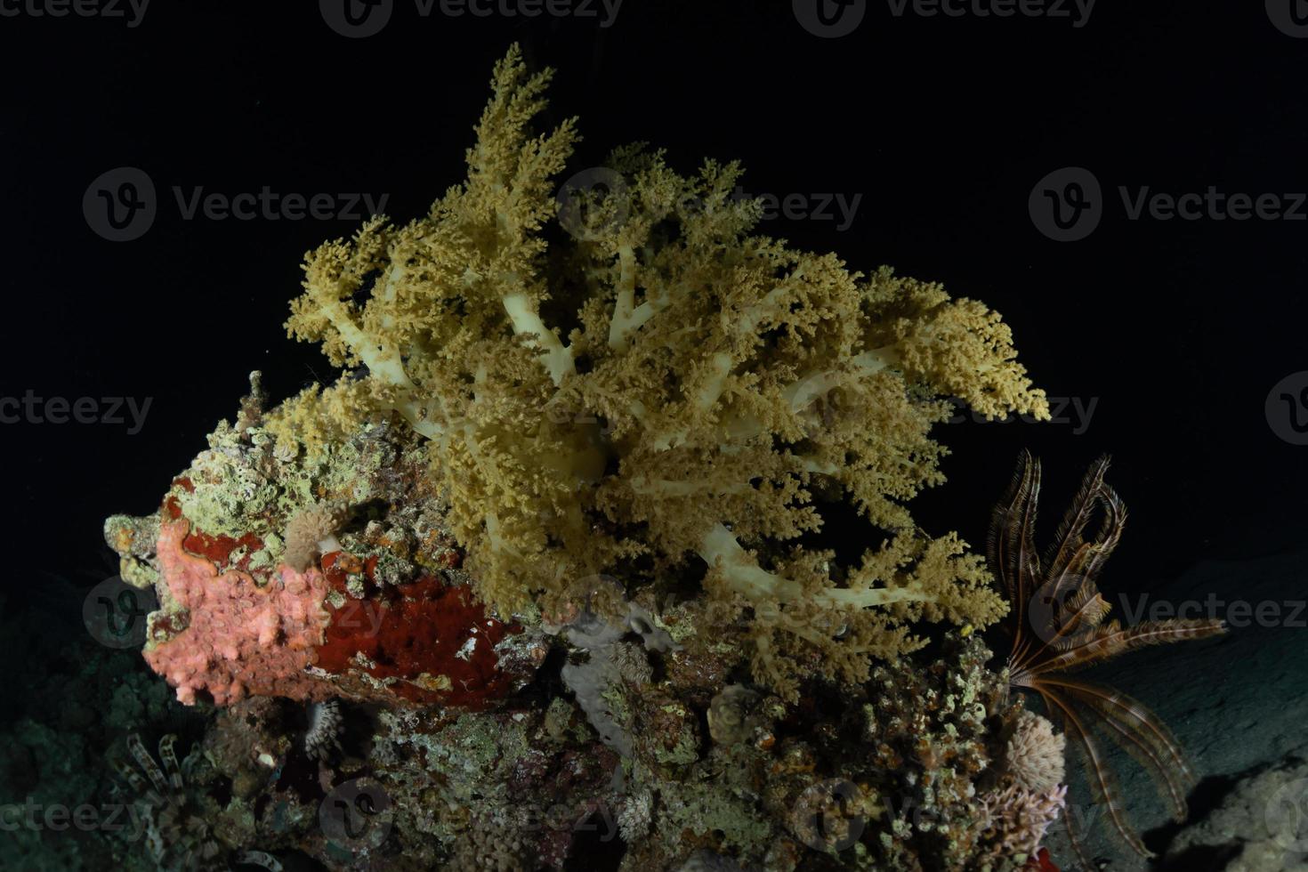 polpo re del camuffamento nel mar rosso, eilat israele foto