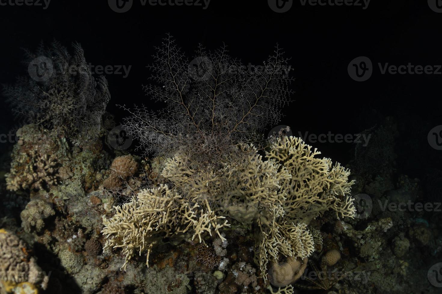 barriera corallina e piante acquatiche nel mar rosso, eilat israele foto