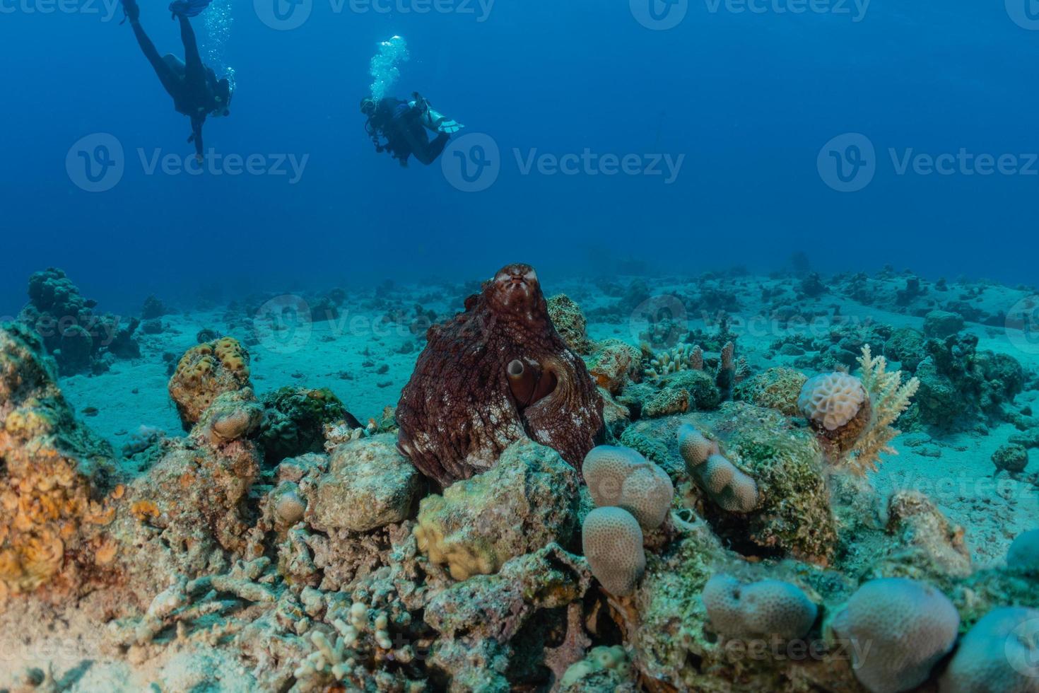 polpo re del camuffamento nel mar rosso, eilat israele foto