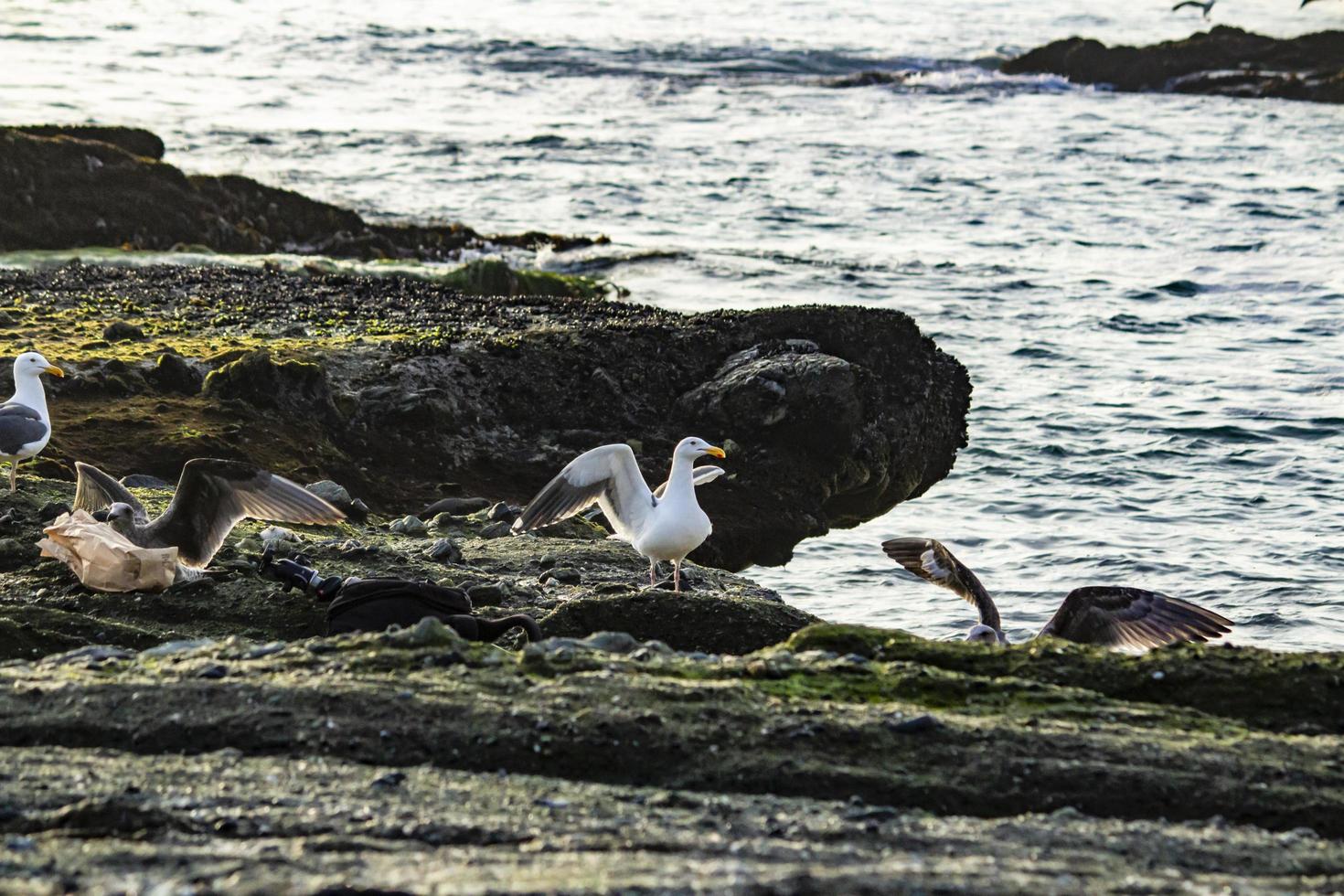 uccelli sulla spiaggia della laguna ca - dic 2018 foto