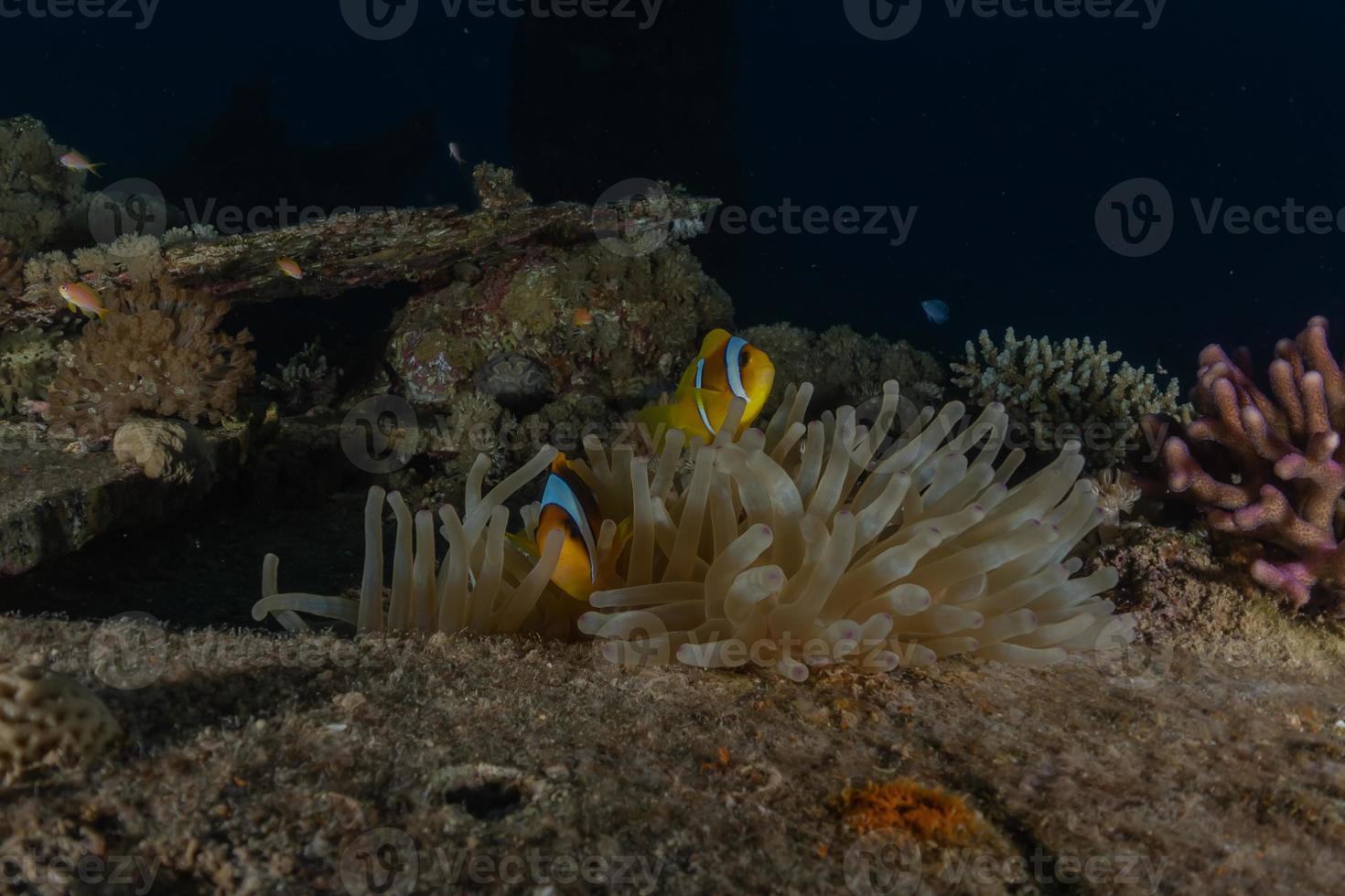 barriera corallina e piante acquatiche nel mar rosso, eilat israele foto