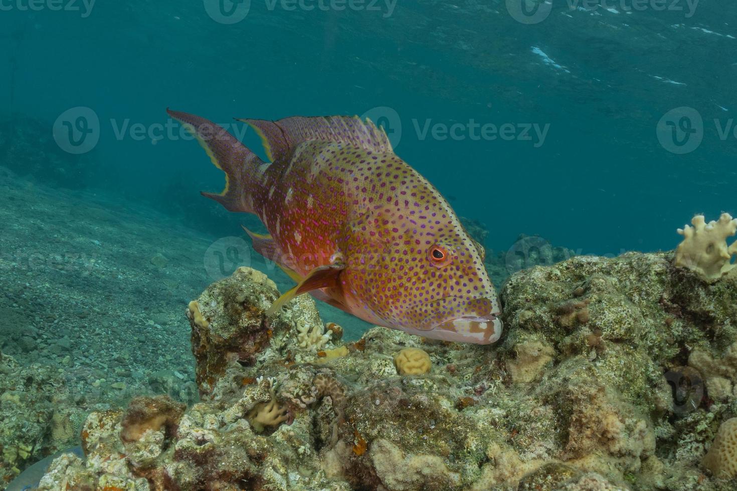 i pesci nuotano nel mar rosso, pesci colorati, eilat israele foto