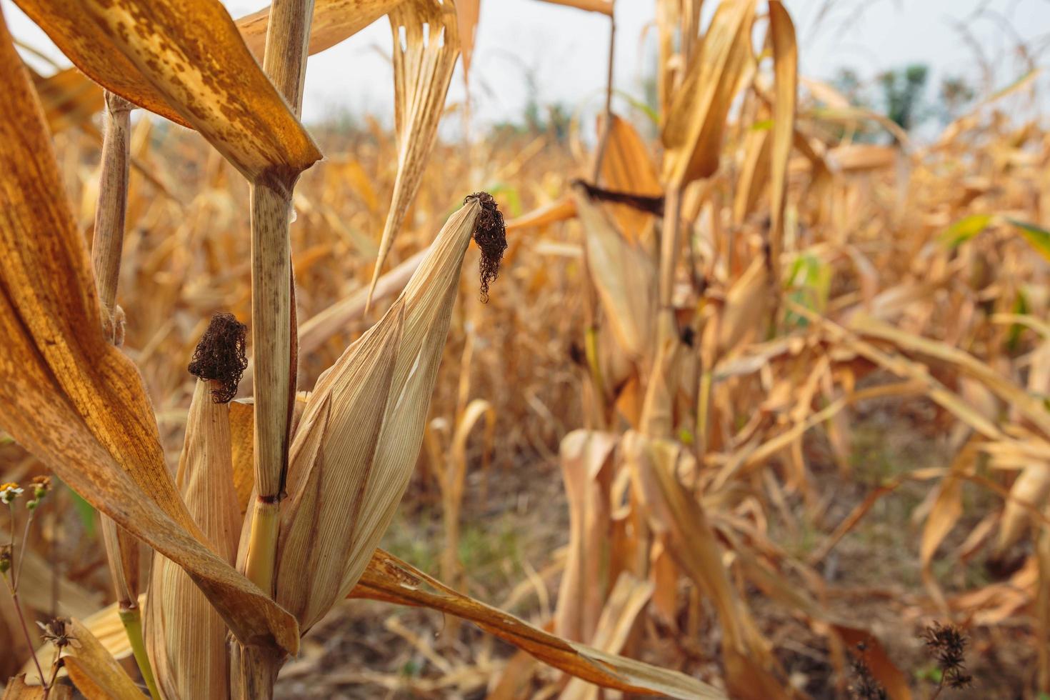 spighe di grano foraggio nel campo di grano foto