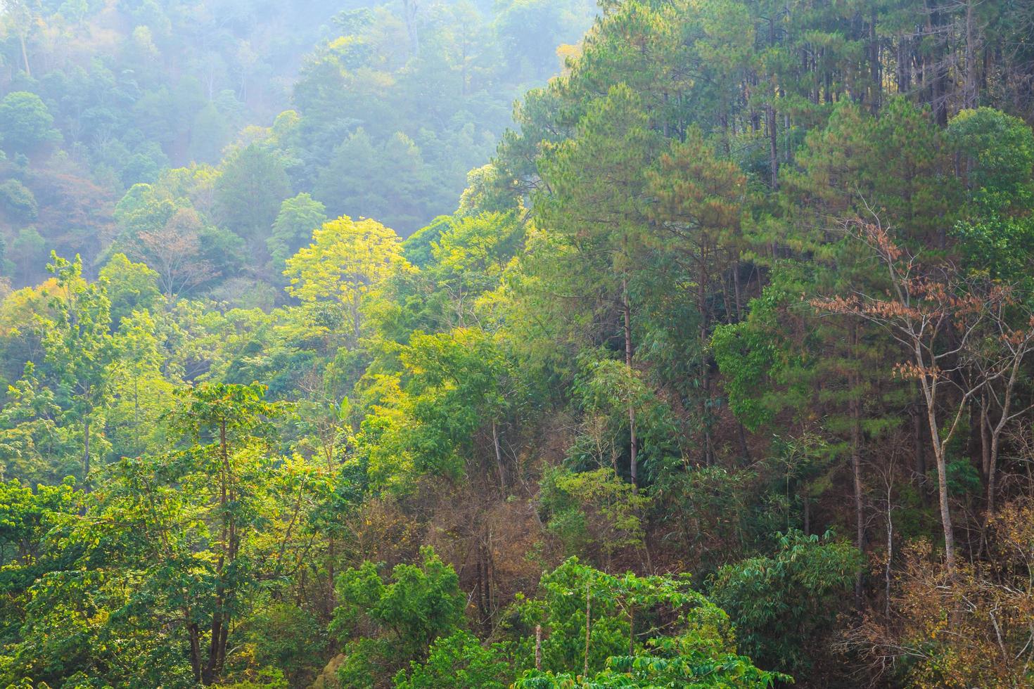 magnifica vista panoramica la foresta sul possente foto