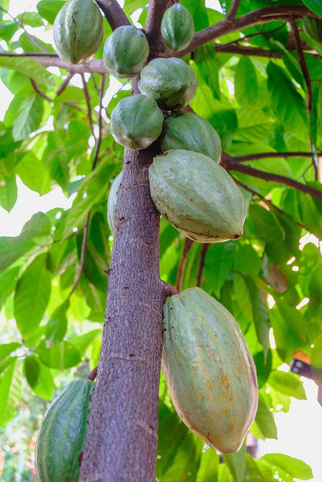 baccelli di cacao crudo e alberi da frutto del cacao nella piantagione di cacao. foto