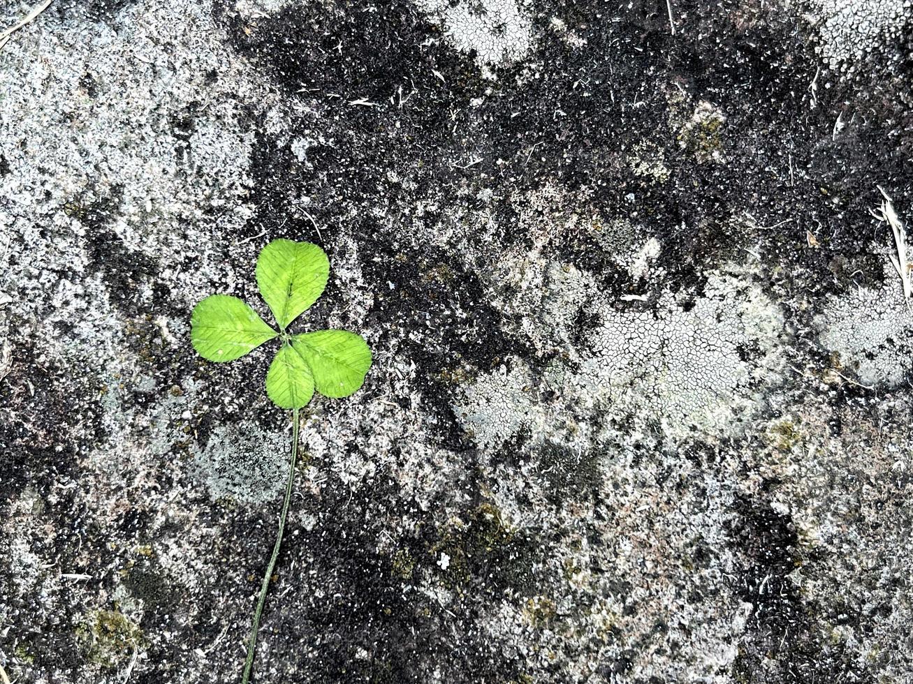 trifoglio con quattro foglie su sfondo di pietra naturale. simbolo di fortuna e di sogno. pianta di trifoglio, portafortuna. sfondo della natura con spazio vuoto. biglietto del giorno di san patrizio foto