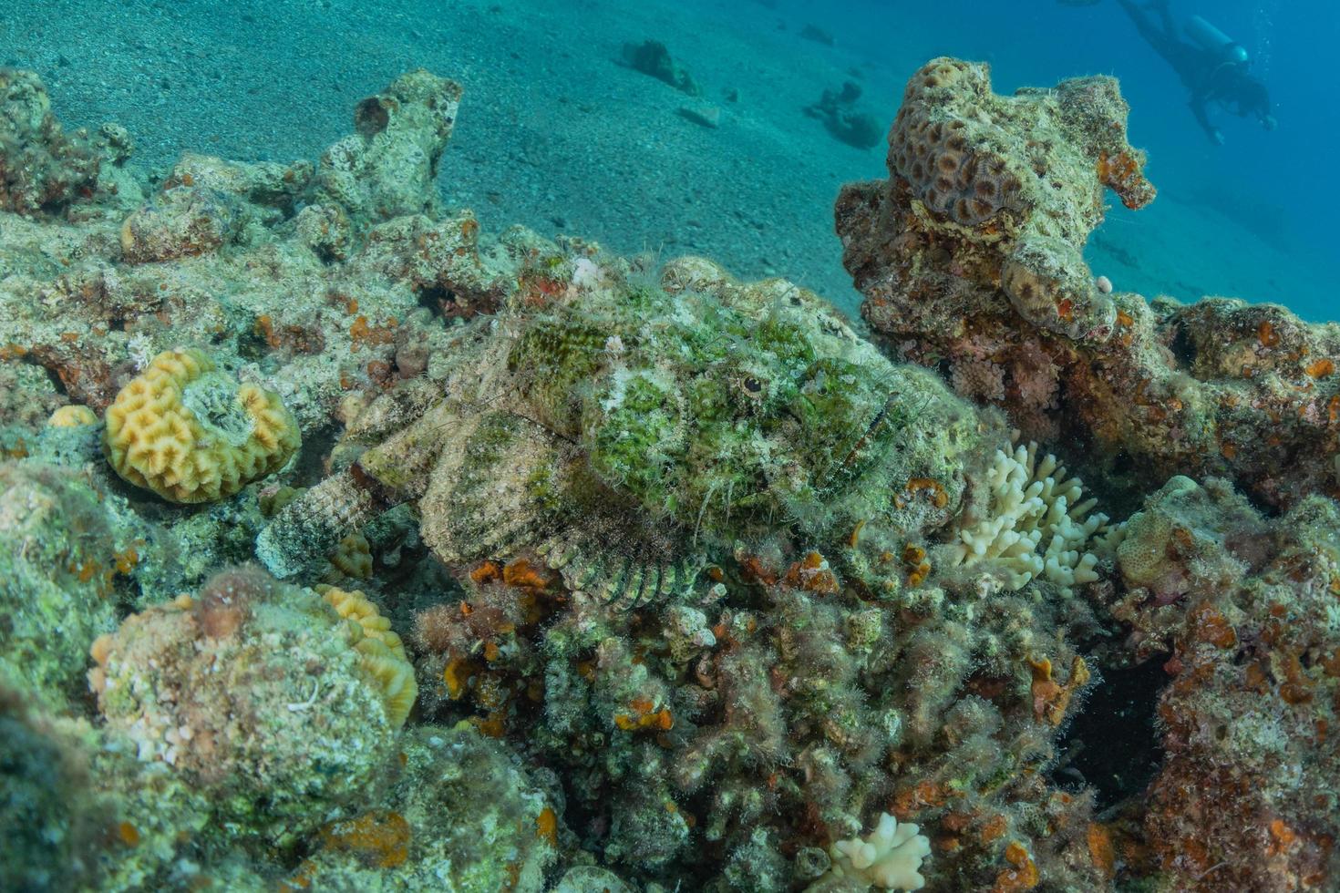 i pesci nuotano nel mar rosso, pesci colorati, eilat israele foto