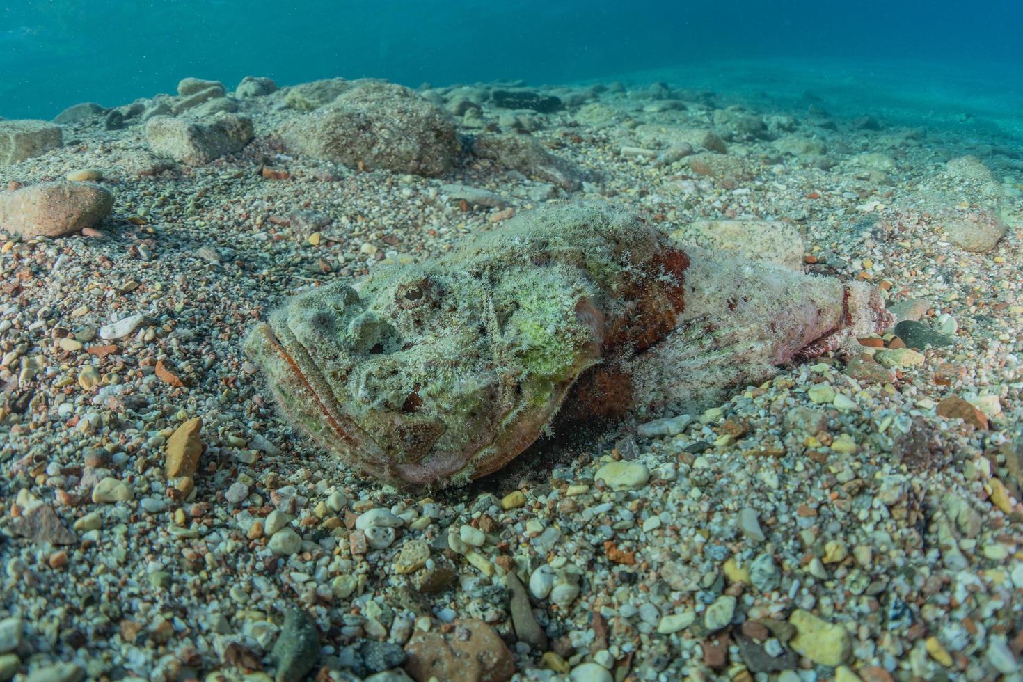 i pesci nuotano nel mar rosso, pesci colorati, eilat israele foto