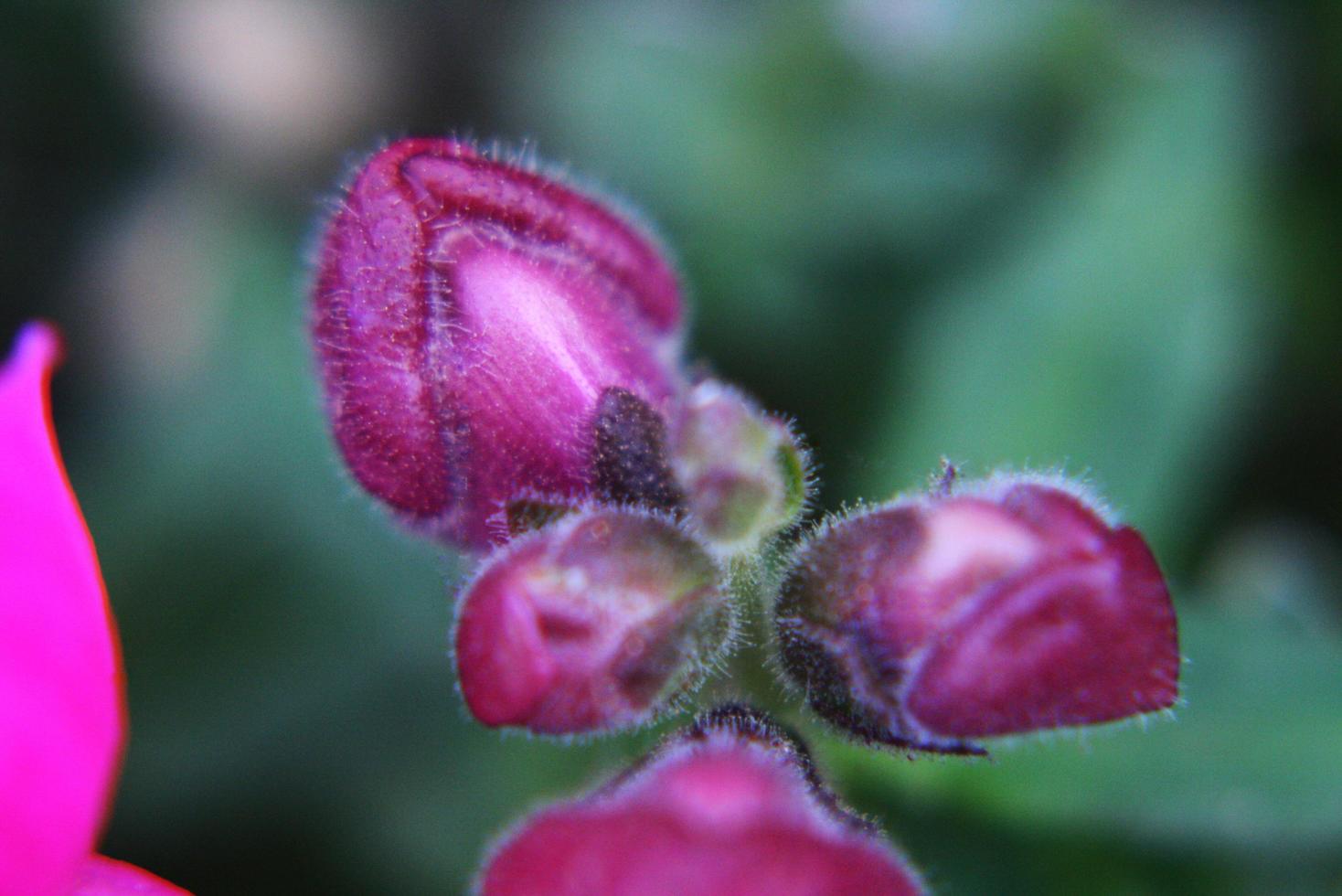 fiori incredibili nei giardini botanici di Israele colorati e belli foto