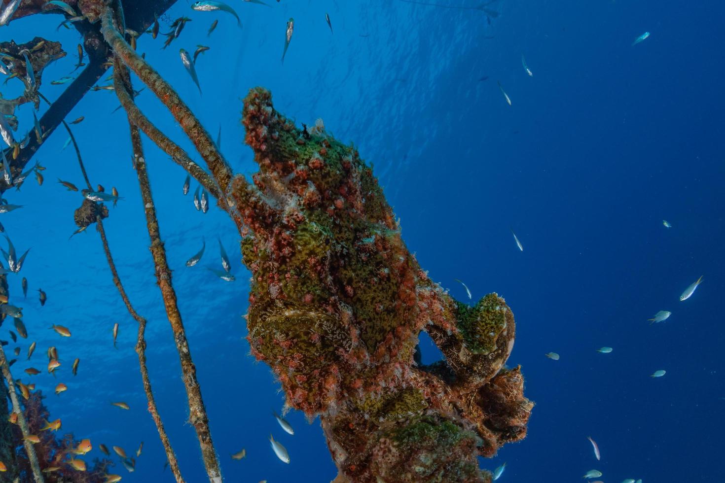 i pesci nuotano nel mar rosso, pesci colorati, eilat israele foto