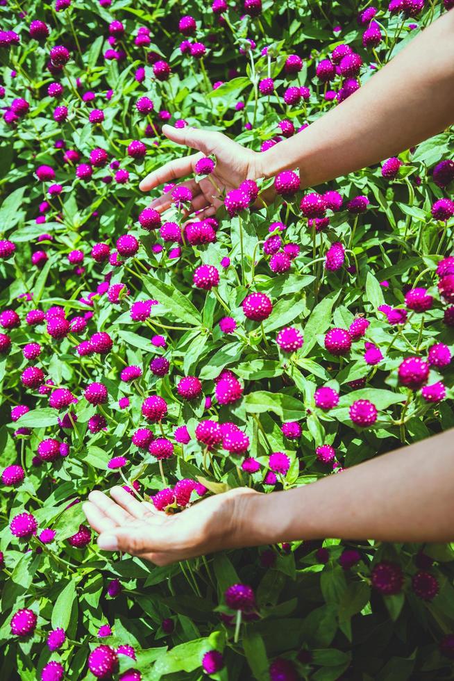 le donne asiatiche viaggiano dormire rilassarsi. le donne della tribù della collina nel campo dei fiori gomphrena globosa viola. Tailandia foto